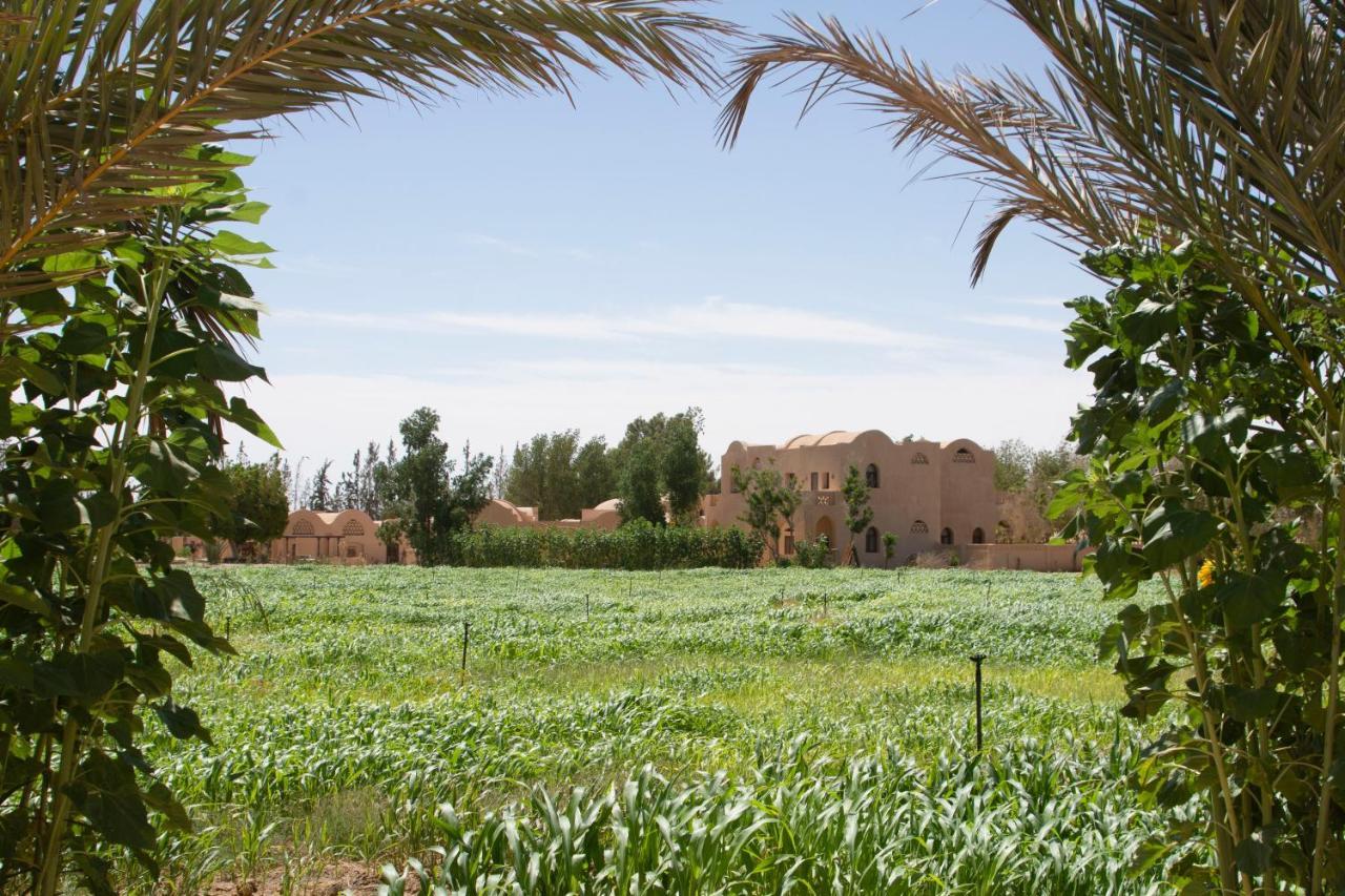 Tzila Bahariya Villa Bahariya Oasis Exteriör bild